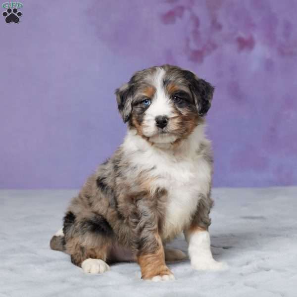 Riley, Mini Bernedoodle Puppy